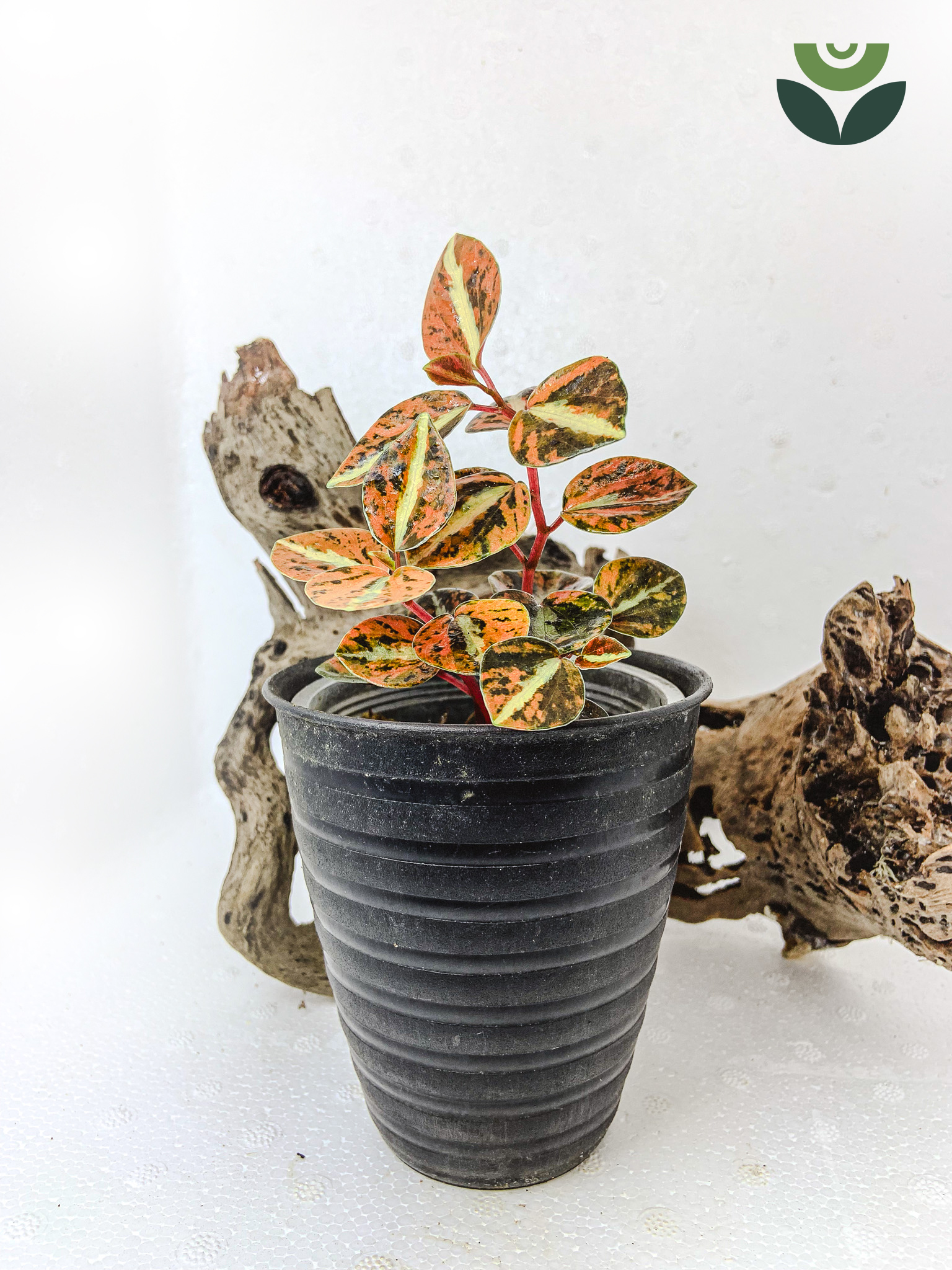 Peperomia Colombiana Variegated