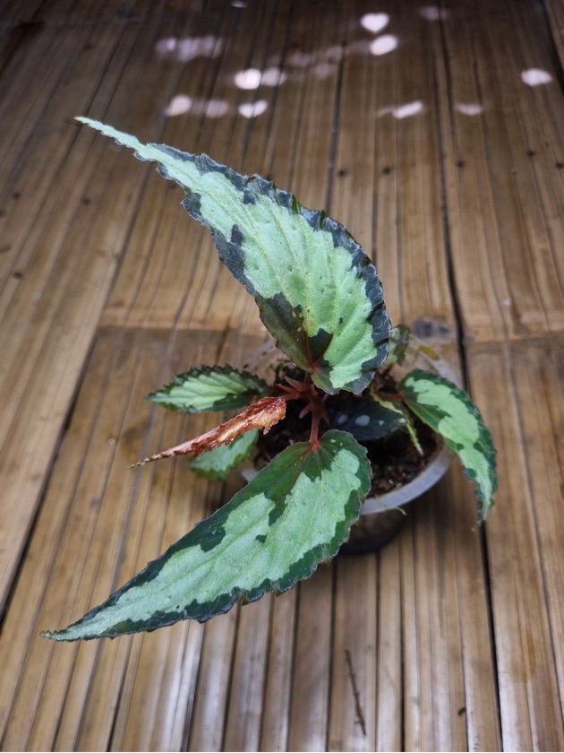Begonia U679