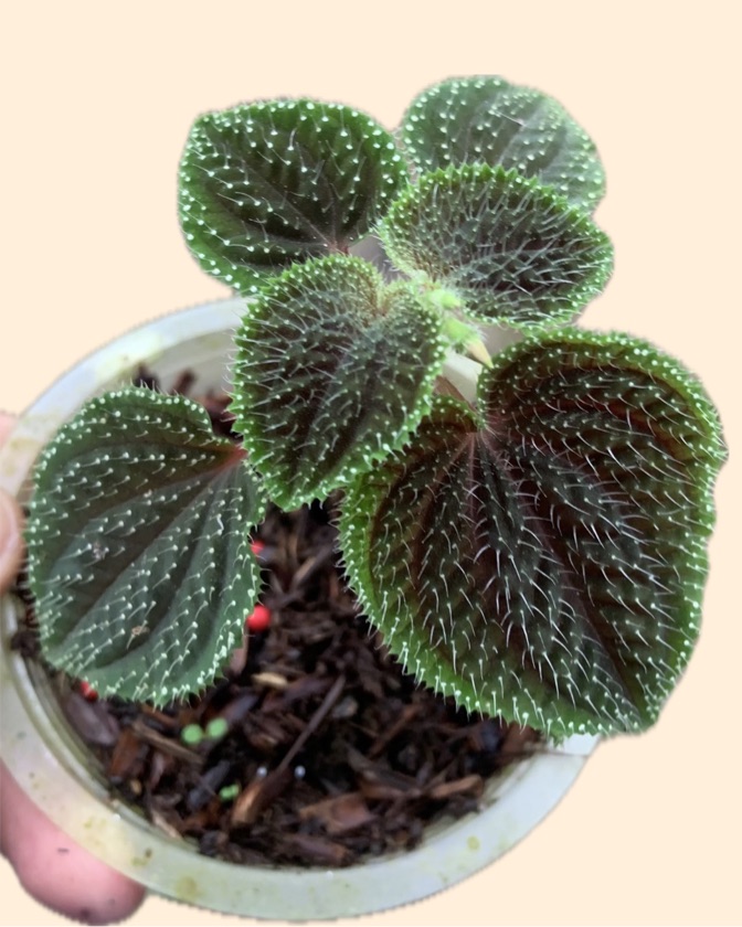 Sarcophylamis Polcadot