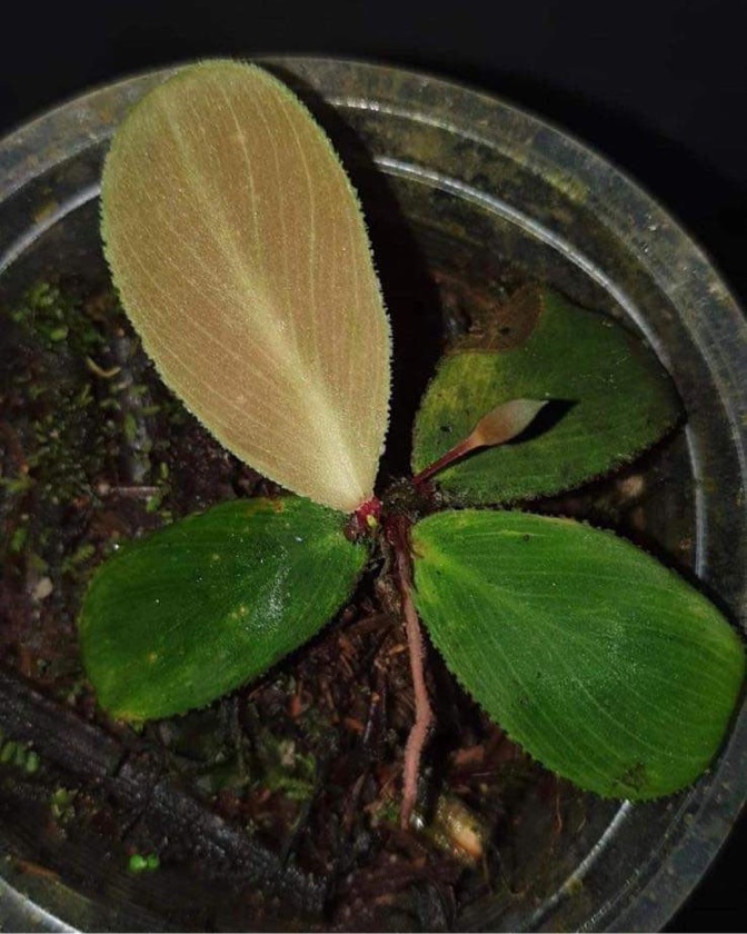Homalomena sp. Tengii