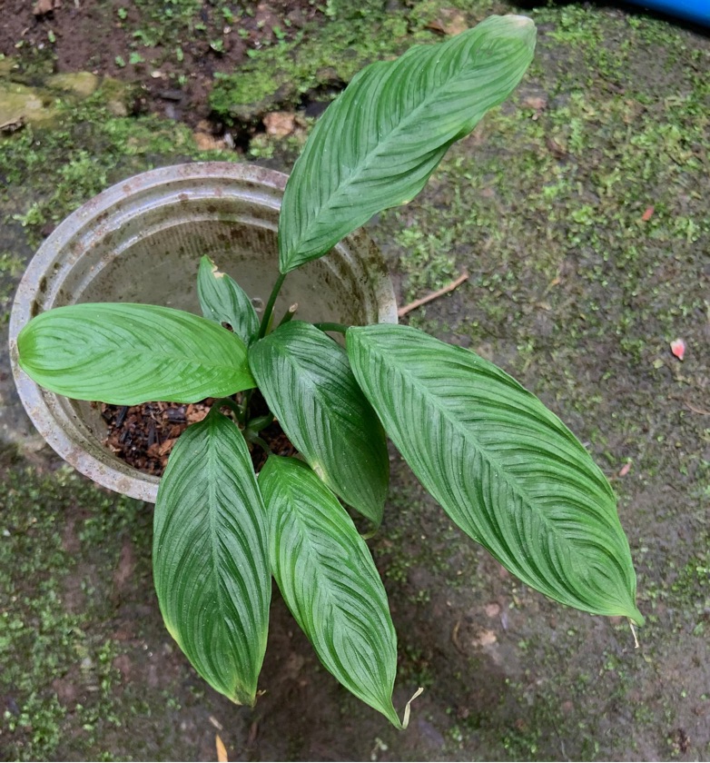 Schismattoglottis Reticosa