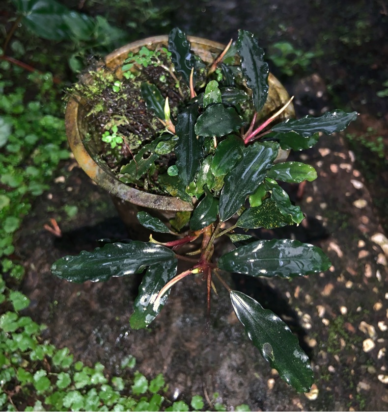 Bucephalandra Ceries Series