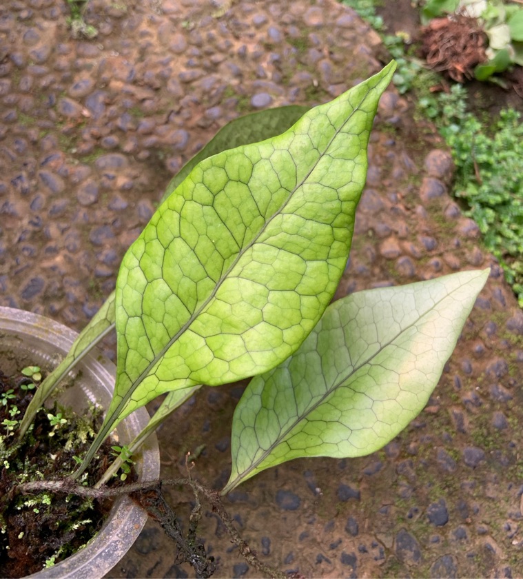 Microsorum Linguiforme
