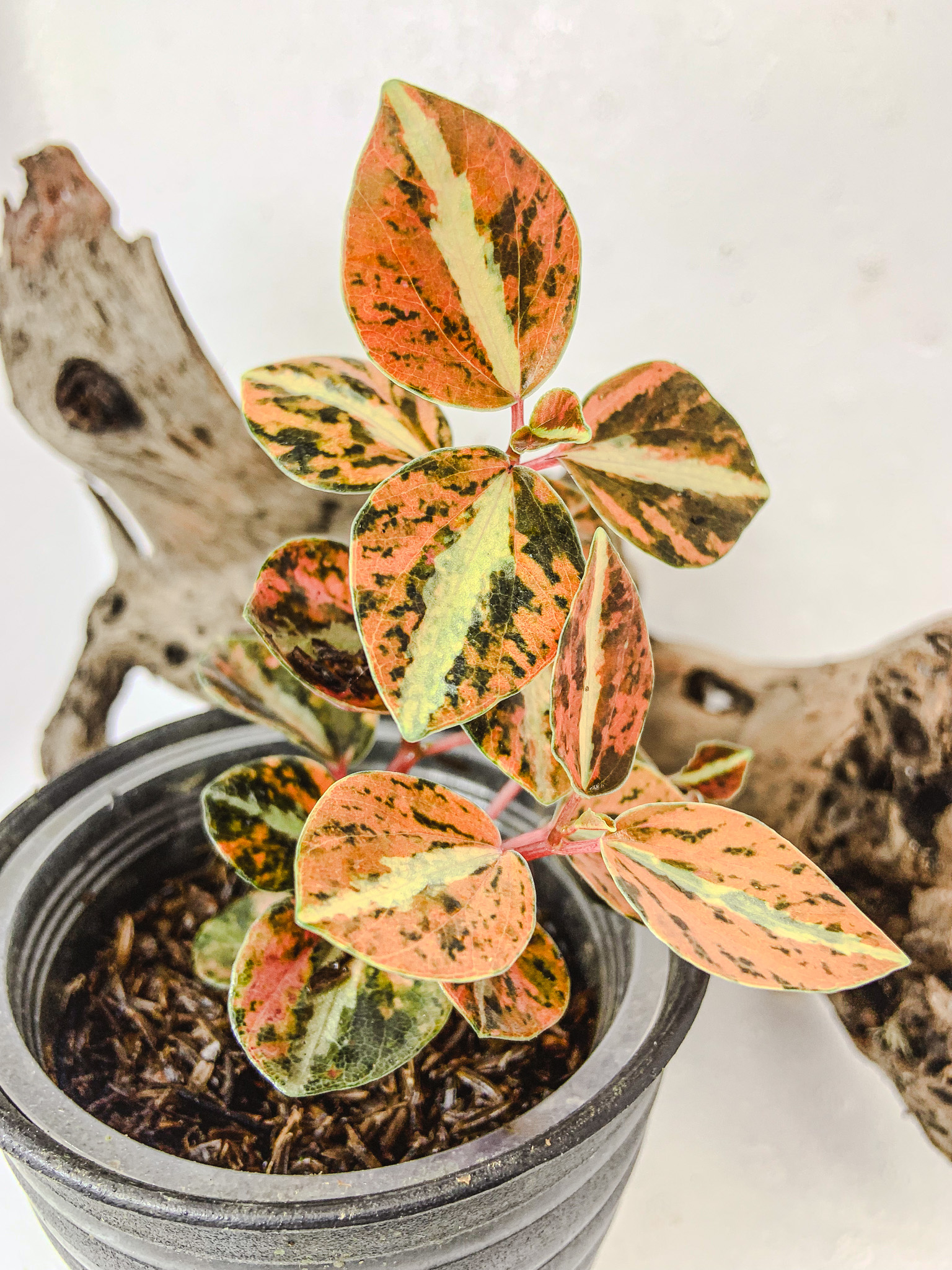 Peperomia Colombiana Variegated