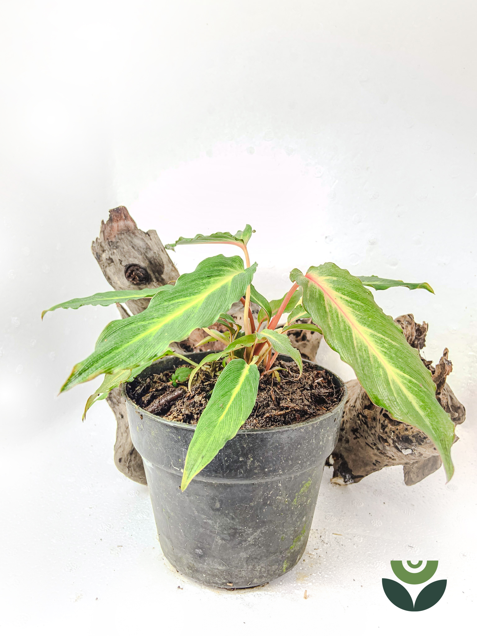 Homalomena Polyneura