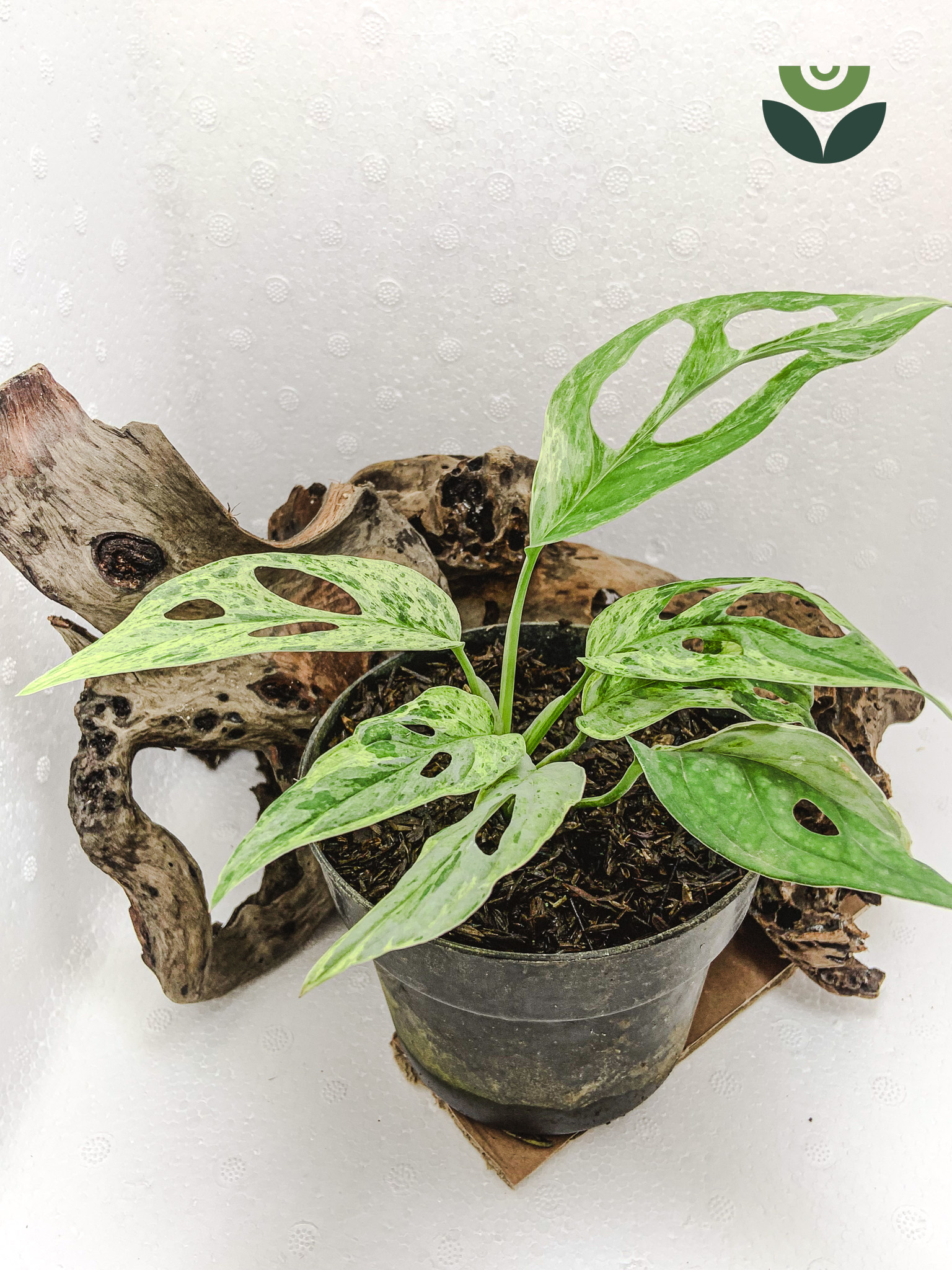 Monstera Adansonii ‘Mint’