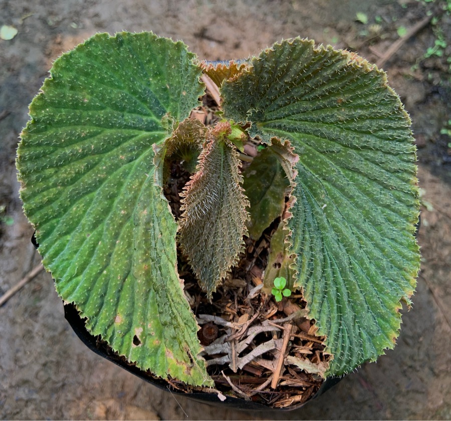 Begonia Lambii