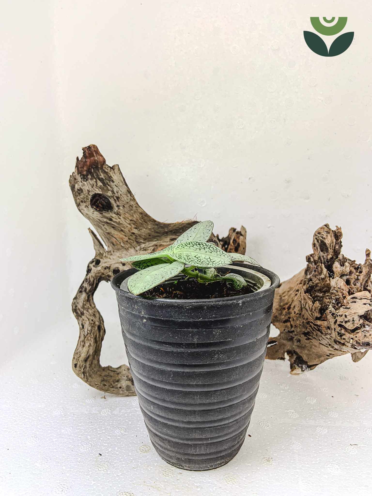 Argostemma sp. Sea Urchin