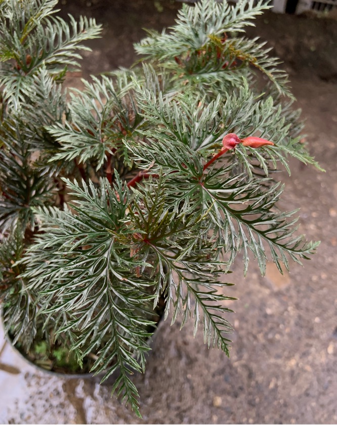 Begonia Bifinattifida