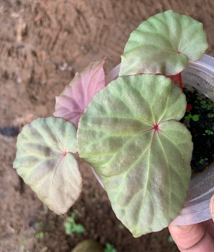 Begonia sp BT04005