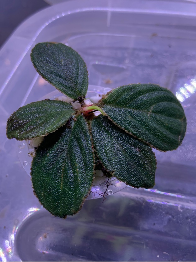 Homalomena Raven Rhino