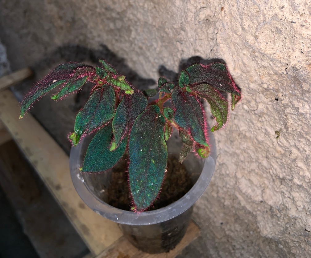 Sonerila Dragon Fire