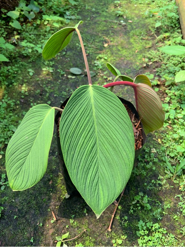 Homalomena Rugosum