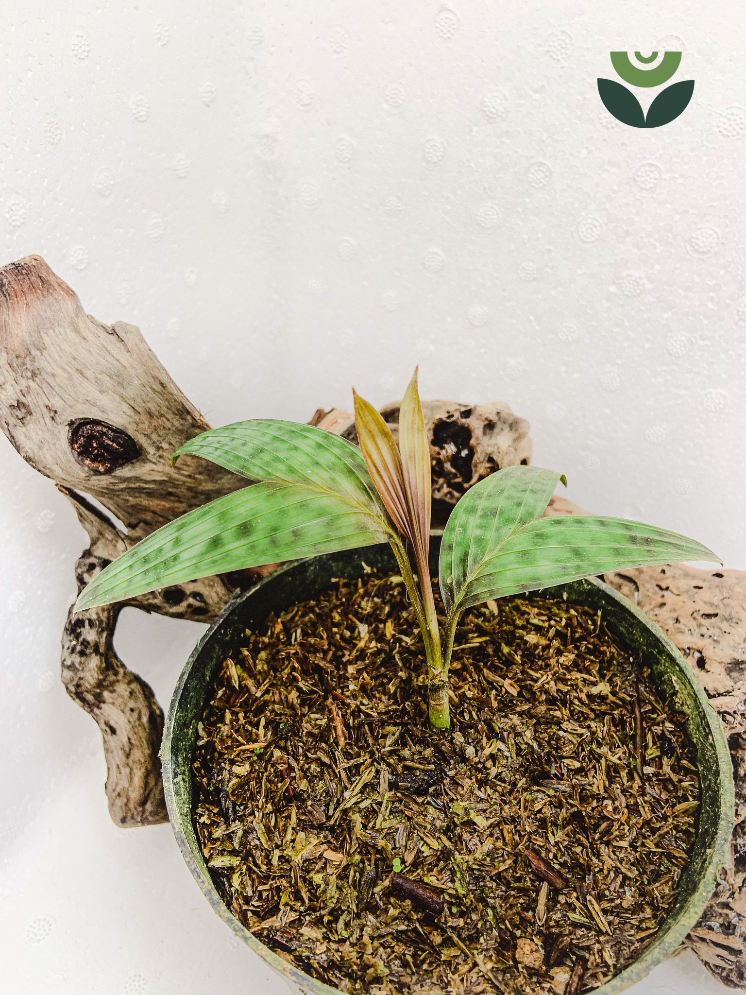 ⁠Pinanga Crassipes