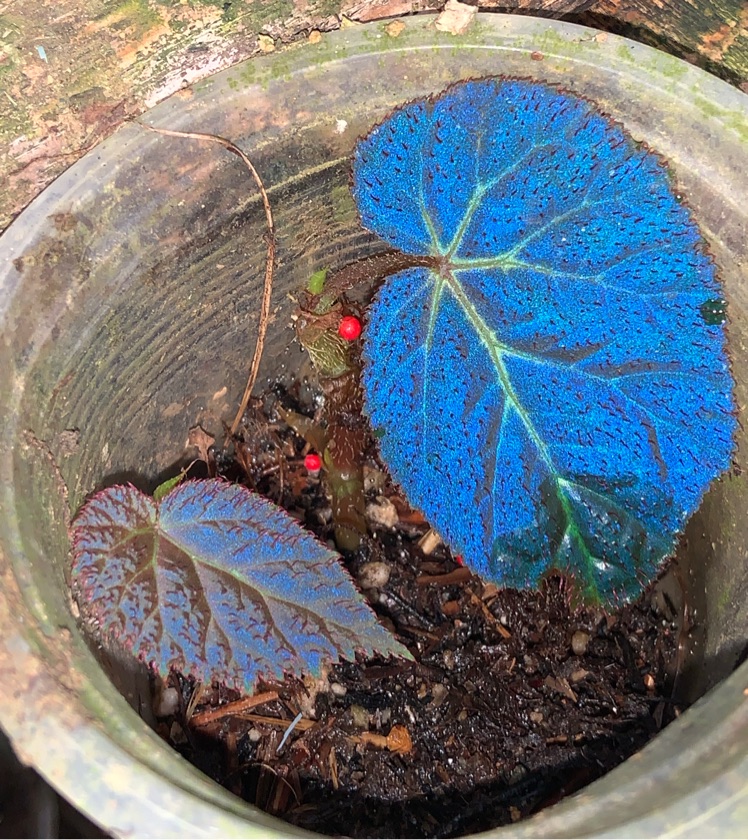 Begonia sp. North Sumatra