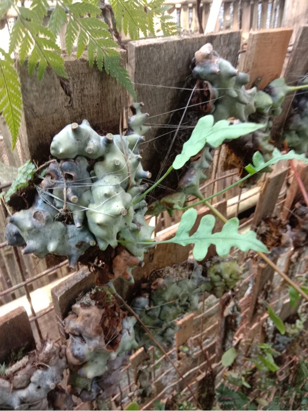 Lecanopteris Mirabilis