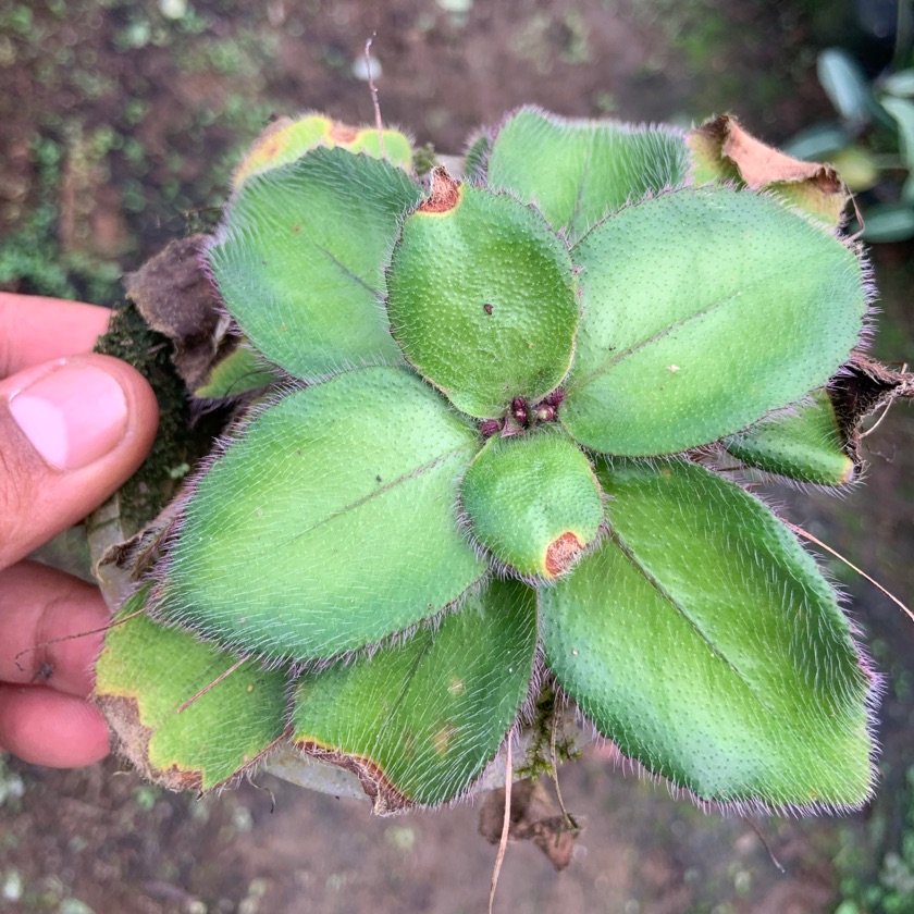 Dorcoceras sp. Bujang Bahar