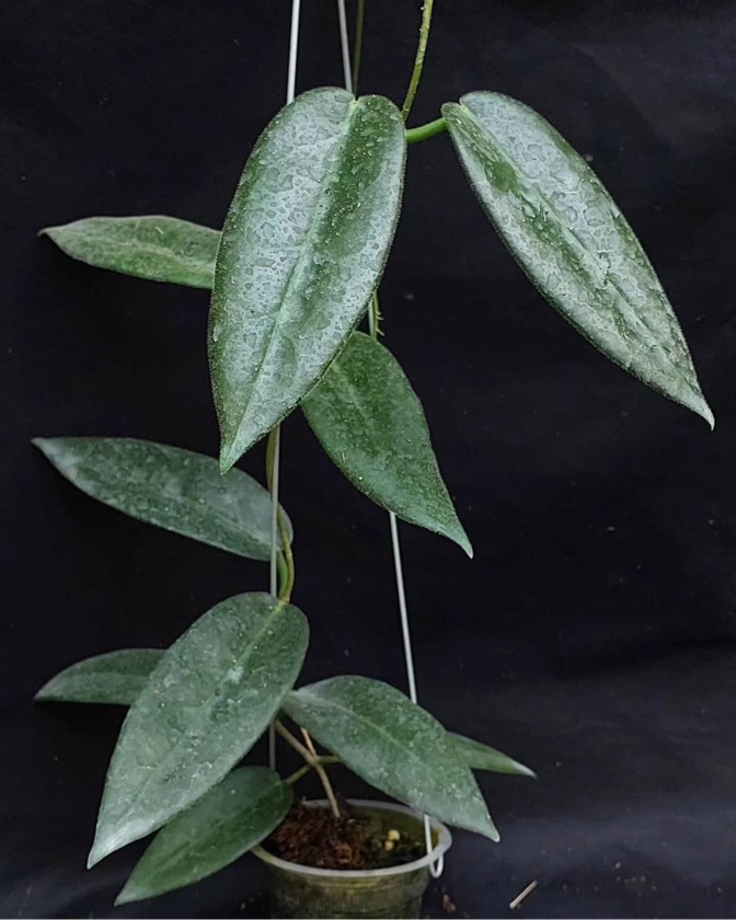 Hoya Stenakei