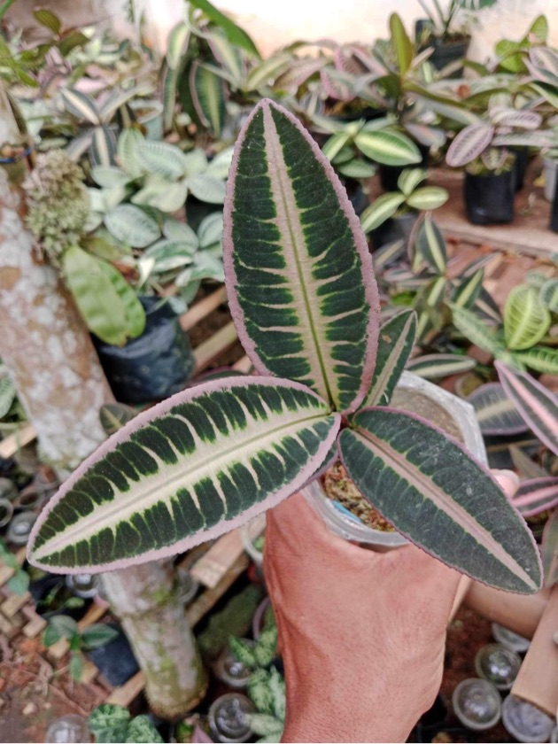 Emblemantha Urnulata Soft Pink