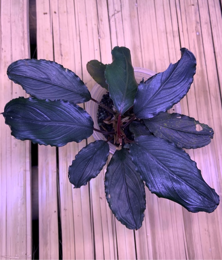 Bucephalandra Elegant Ripple