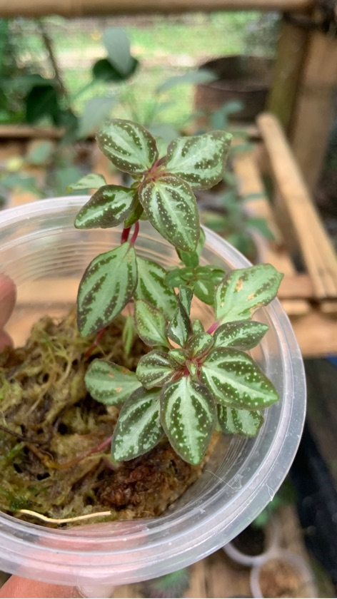 Sonerila White Stripe