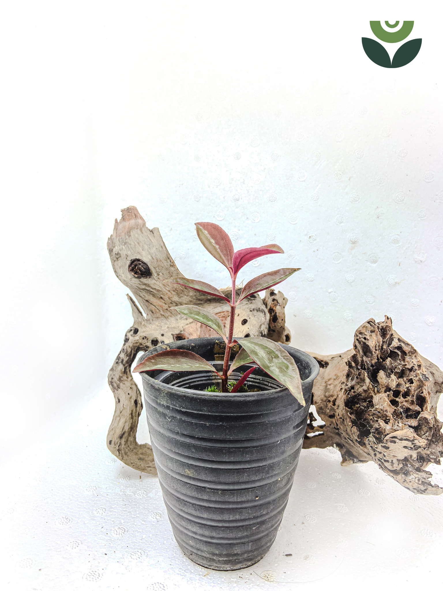 Sonerila sp. Vietnam