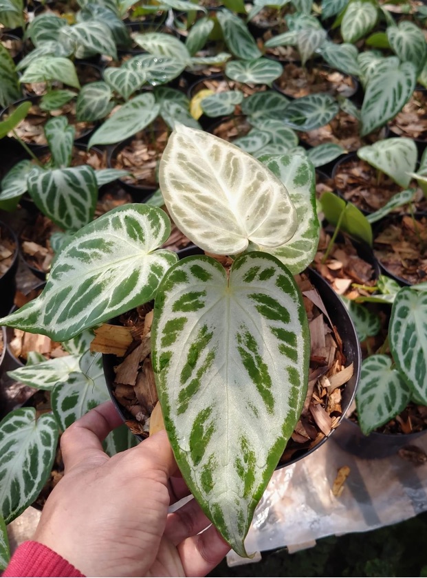Anthurium Silver Brush