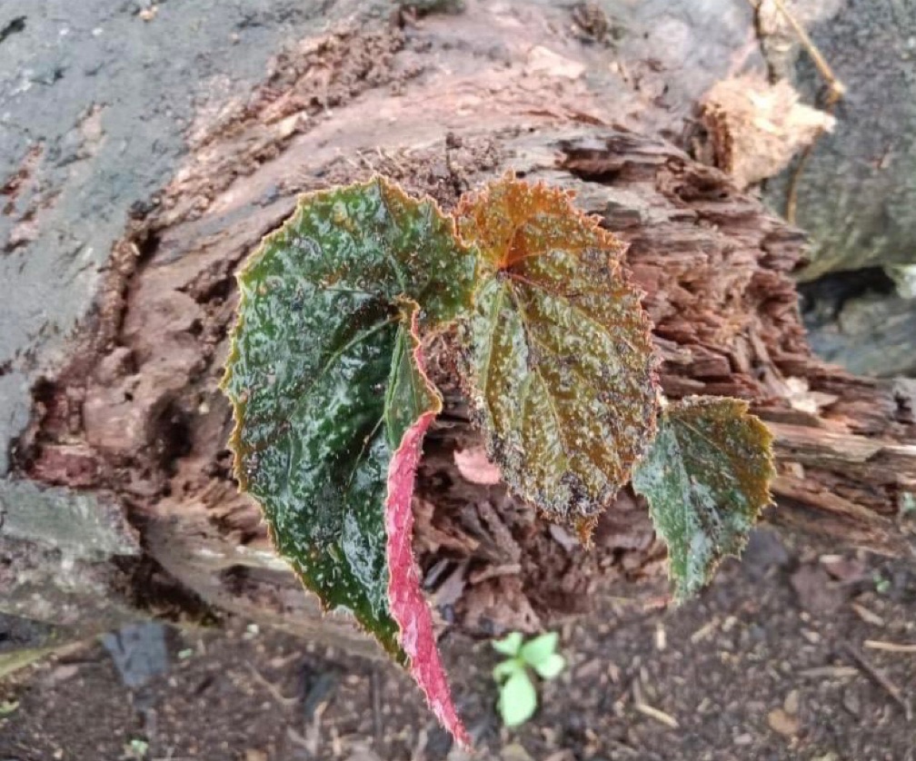 Begonia Chocolata Rugosa