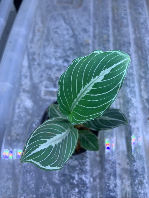 Schismattoglottis Chevron