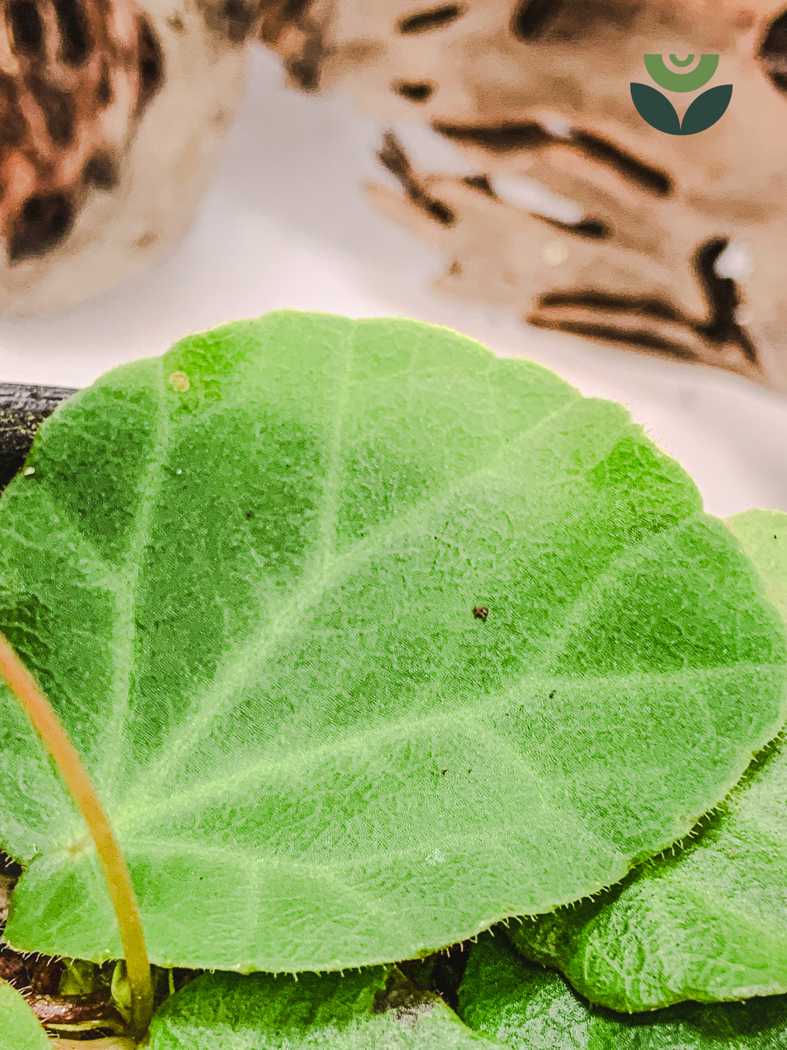 Begonia Padang Green