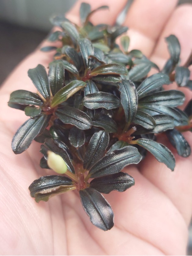 Bucephalandra Mini Clum