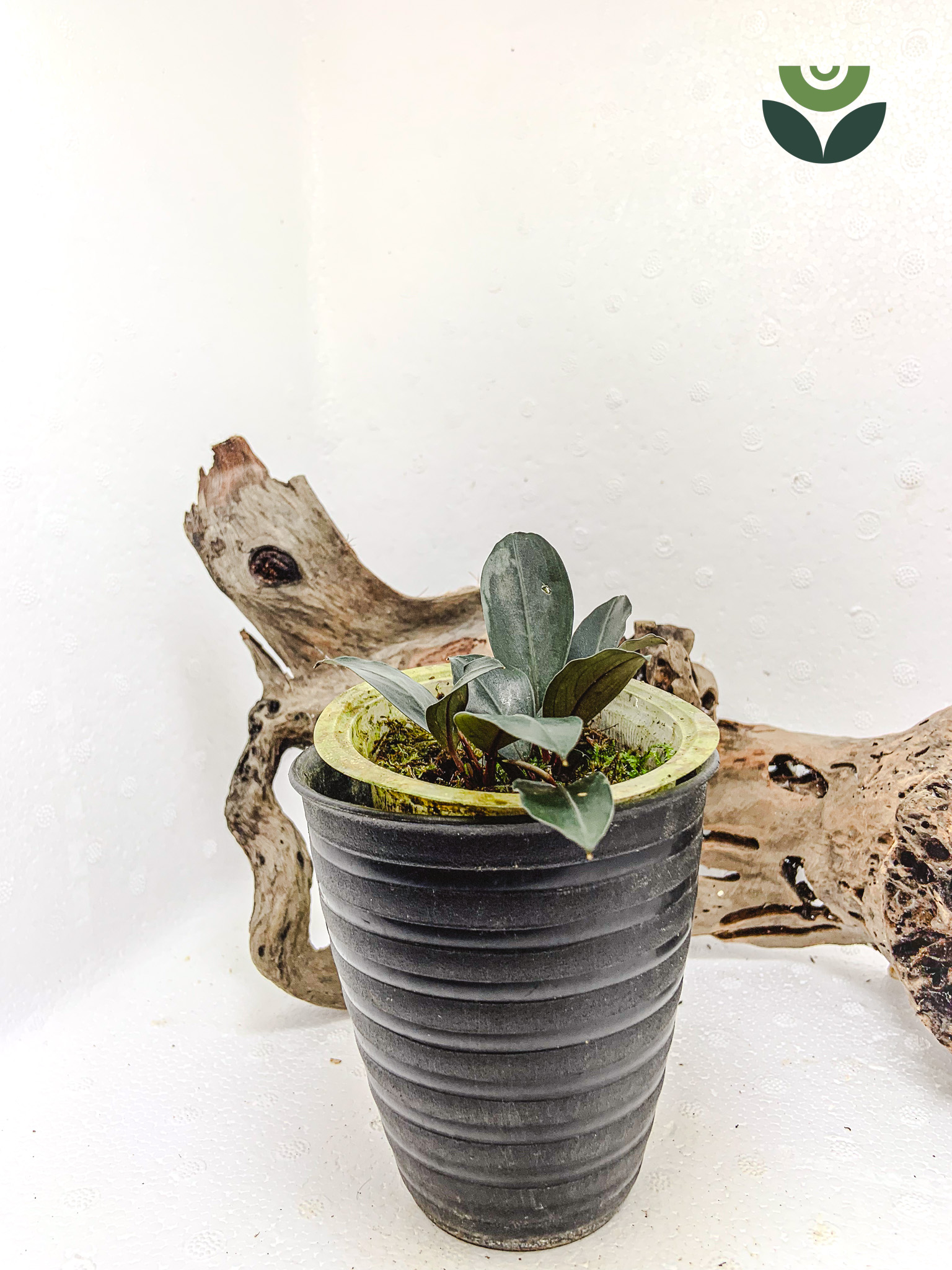 Bucephalandra Biblis Red