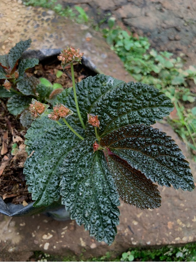 Elatostema sp. Type 1