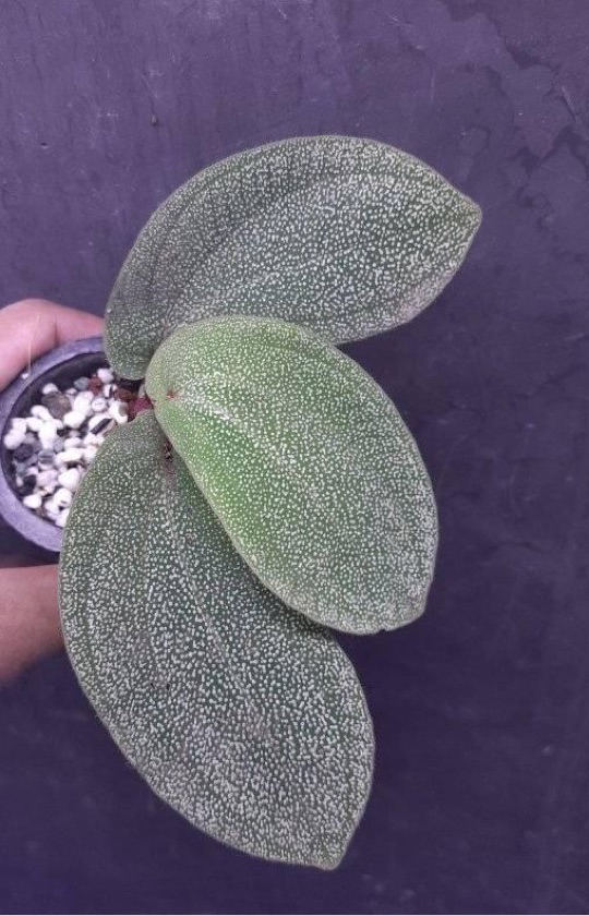 Sonerila Green Beauty