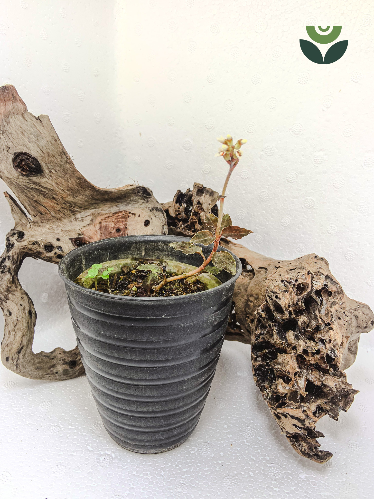 Cystorchis Sulawesiana