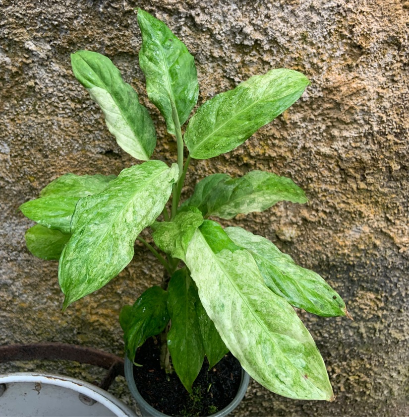 Aglaonema Simplex Variegated
