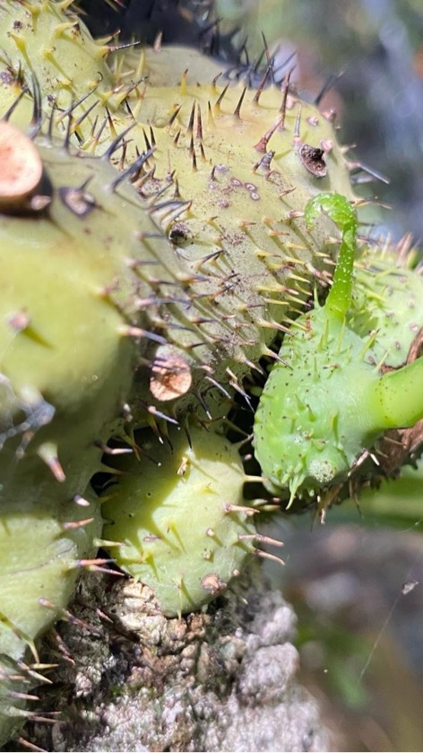 Lecanopteris Darnaedii