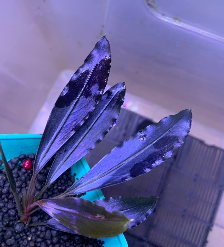 Bucephalandra sp. Light Saber 