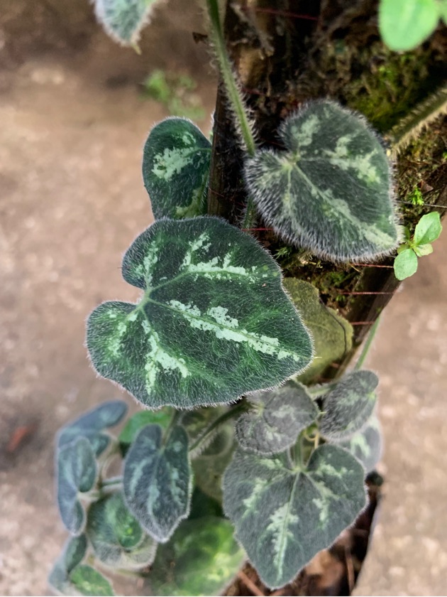 Liana Climbing Borneo