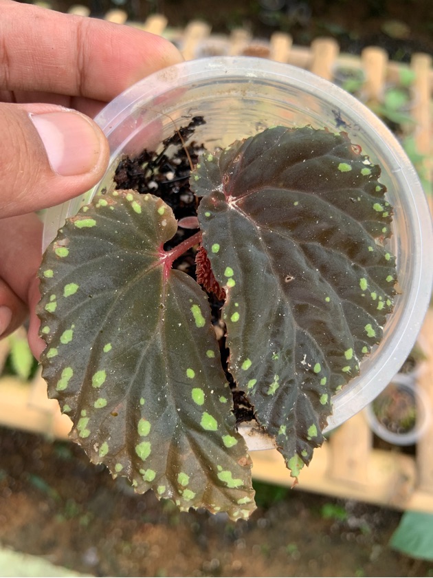 Begonia aff Atricha