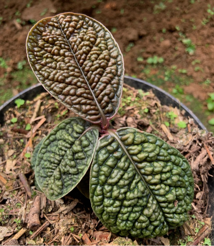 ⁠Labisia Dino Skin