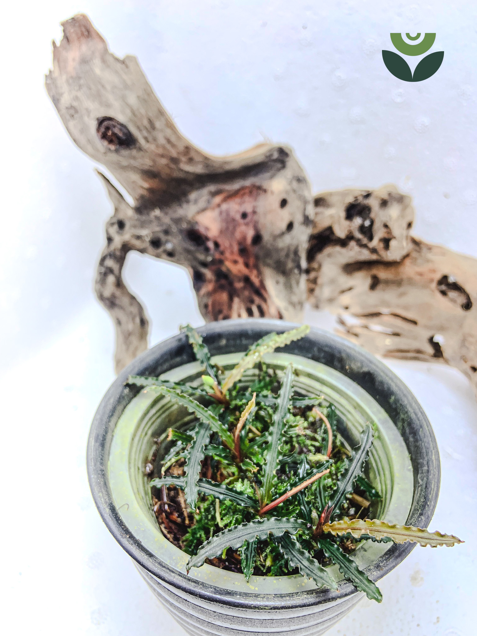 Bucephalandra Rosemary