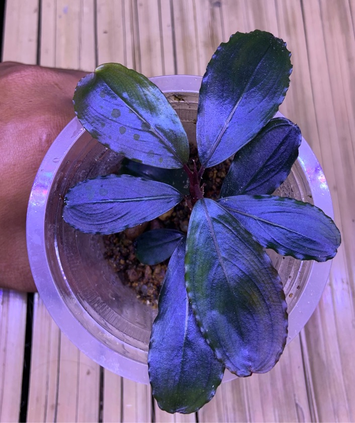 Bucephalandra Elegant Blue 