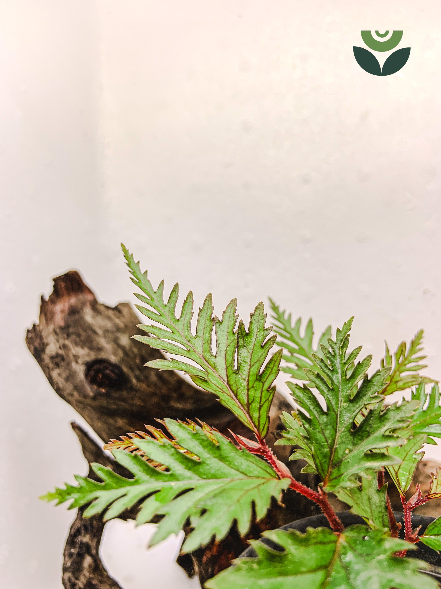 Begonia Finger Timika