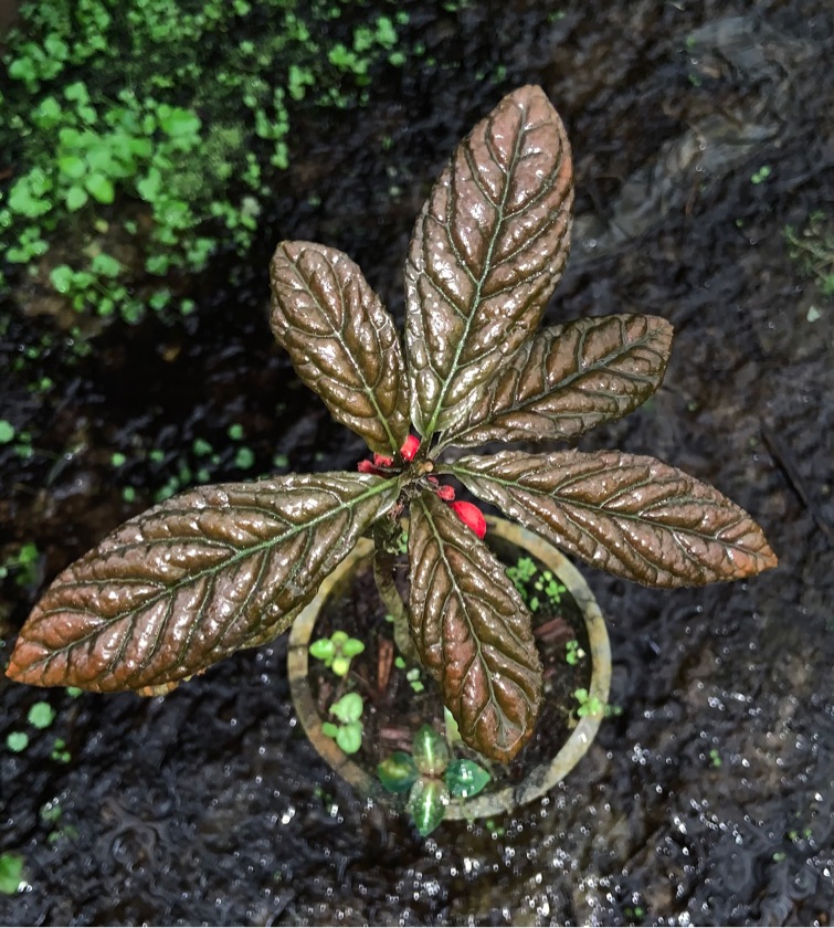 Ardisia Brown Metalic