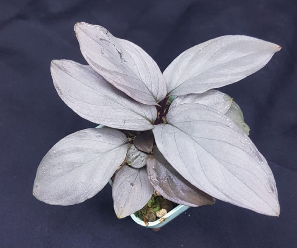 Homalomena Sapphire Velvet