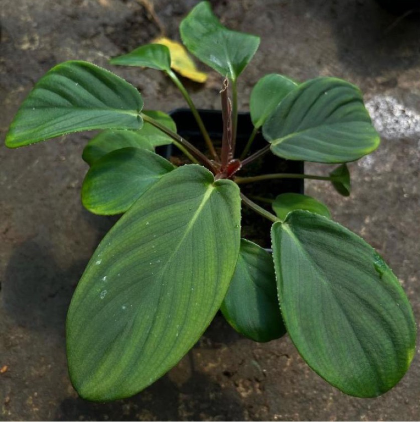 Homalomena Dolphin Skin