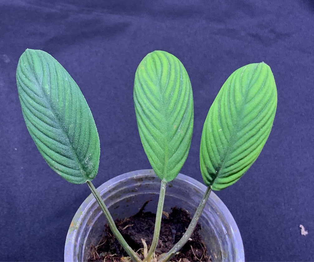 Homalomena Mobula var. Narrow