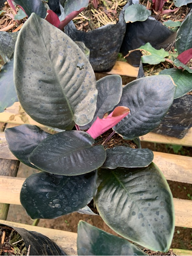 Schicmatoglottis Black Metalic