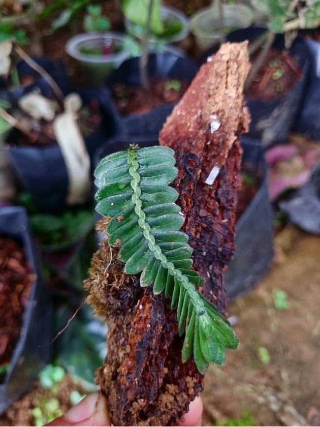 Elastostema Salvinoides